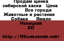 Продам щенка сибирской хаски › Цена ­ 8 000 - Все города Животные и растения » Собаки   . Ямало-Ненецкий АО